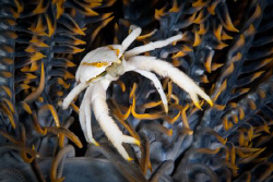Crinoid Crab in the arms of its host. Tulamben, Bali
Can... by Mick Tait 